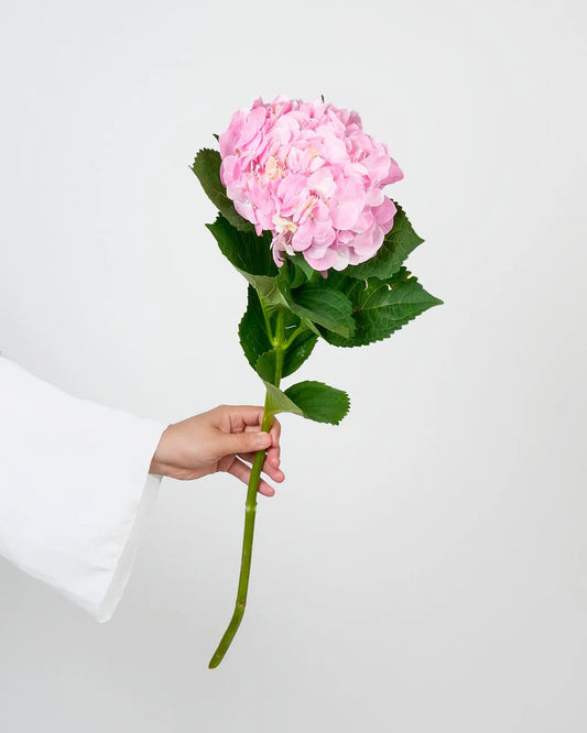 5 Stem Pink Hydrangeas